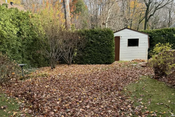 Terrain couvert de feuilles à ramasser